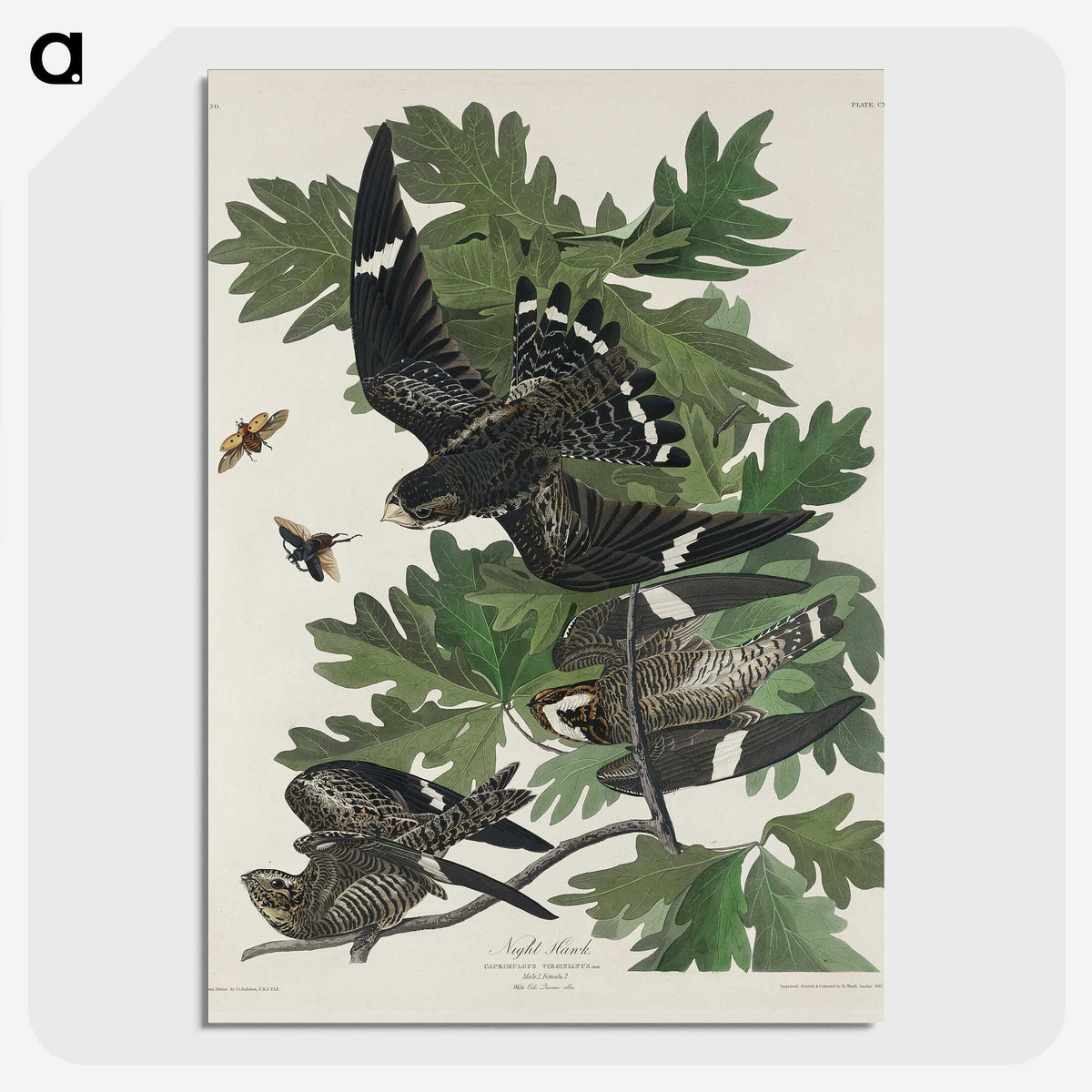 2-90_John-James-Audubon_picture-crop