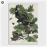 2-90_John-James-Audubon_picture-crop