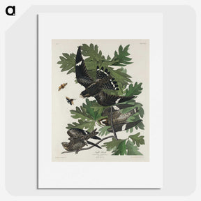 2-90_John-James-Audubon_picture