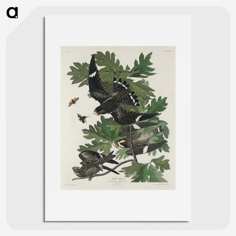 2-90_John-James-Audubon_picture