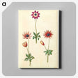 2-90_Maria-Sibylla-Merian_canvas