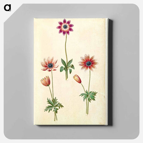 アートパネル-Anemone Pavonina
 - マリア ジビーラ メーリアン Canvas.