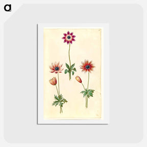 アートポストカード-Anemone Pavonina
 - マリア ジビーラ メーリアン Postcard.