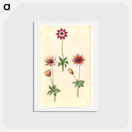 アートポストカード-Anemone Pavonina
 - マリア ジビーラ メーリアン Postcard.