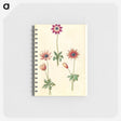 2-90_Maria-Sibylla-Merian_memo