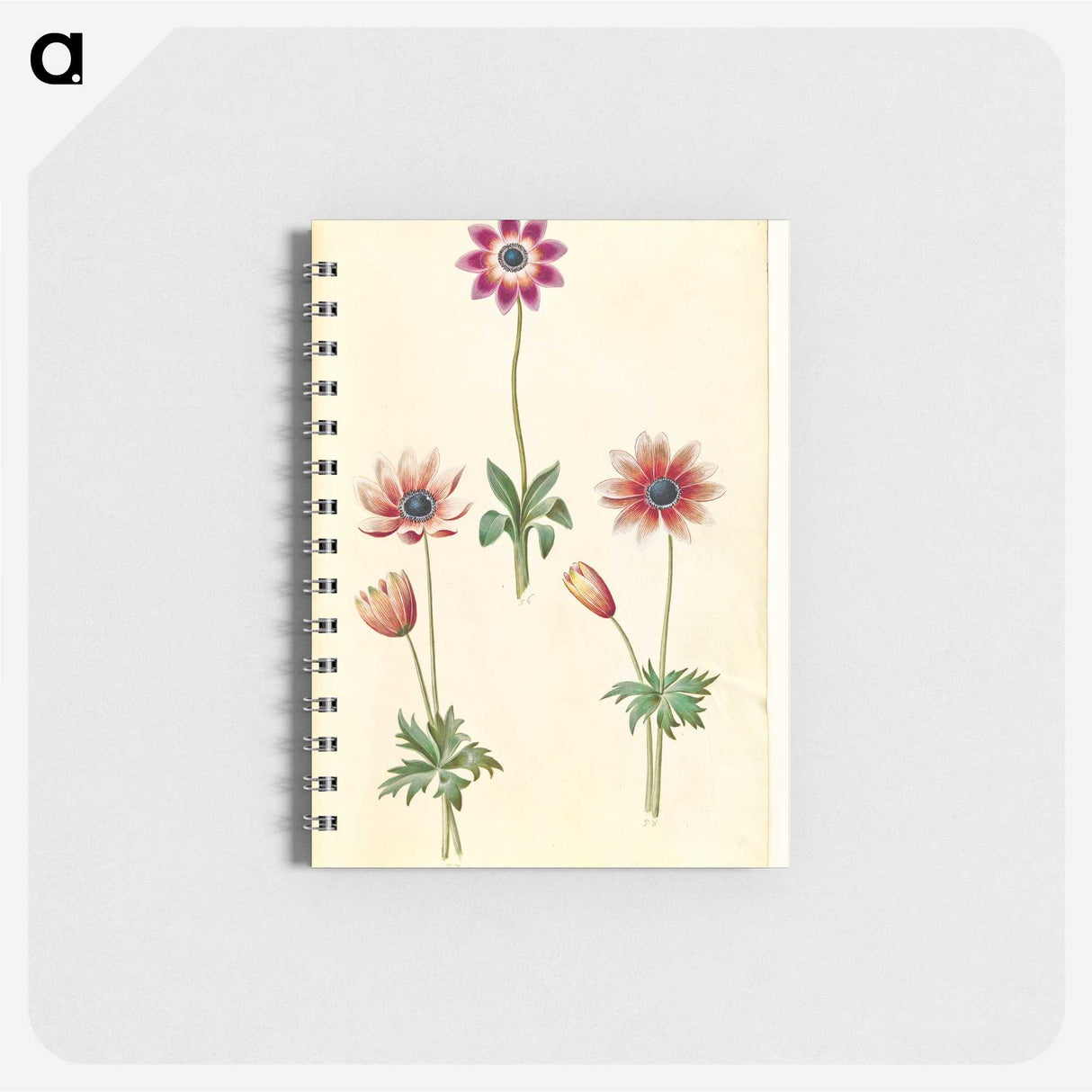2-90_Maria-Sibylla-Merian_memo
