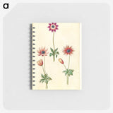 2-90_Maria-Sibylla-Merian_memo