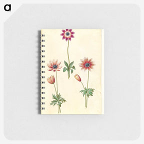 2-90_Maria-Sibylla-Merian_memo