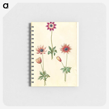 2-90_Maria-Sibylla-Merian_memo
