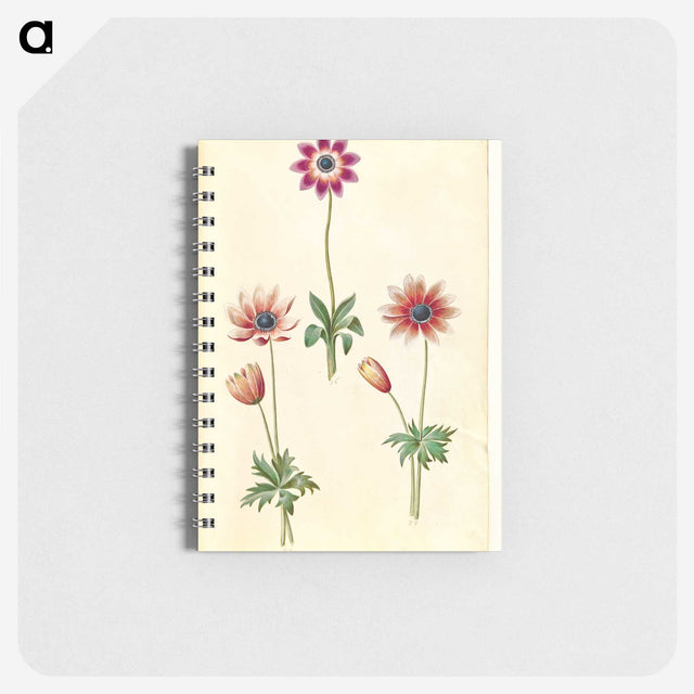 2-90_Maria-Sibylla-Merian_memo