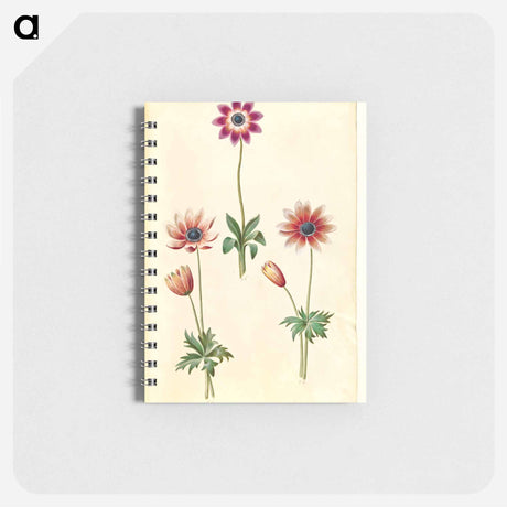アートメモ帳-Anemone Pavonina
 - マリア ジビーラ メーリアン Memo.