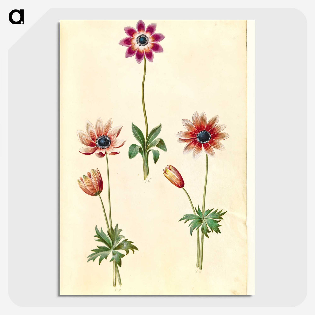 2-90_Maria-Sibylla-Merian_picture-crop