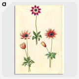 2-90_Maria-Sibylla-Merian_picture-crop