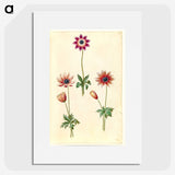 2-90_Maria-Sibylla-Merian_picture