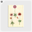 2-90_Maria-Sibylla-Merian_postcard