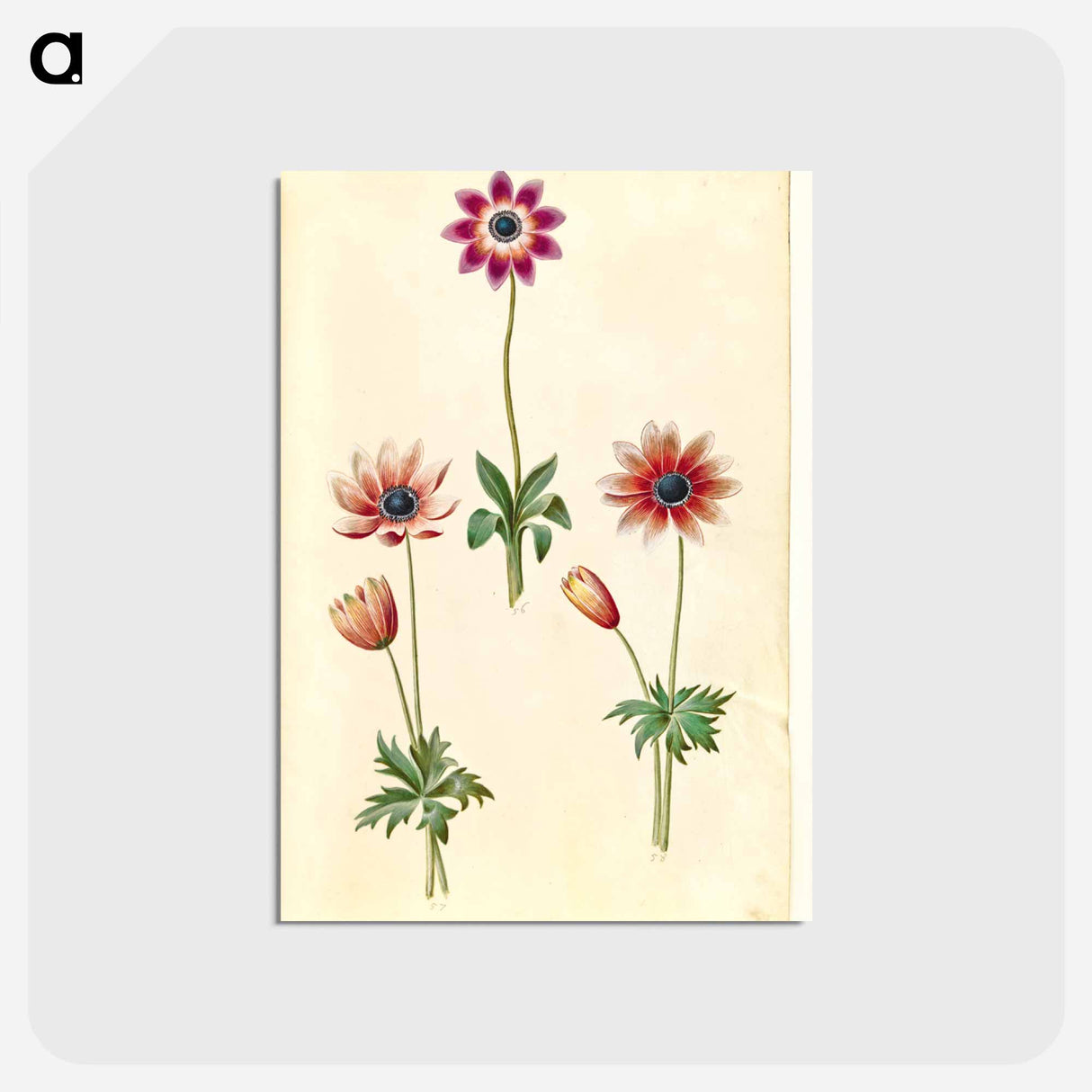 アートポストカード-Anemone Pavonina
 - マリア ジビーラ メーリアン Postcard.