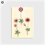 アートポストカード-Anemone Pavonina
 - マリア ジビーラ メーリアン Postcard.