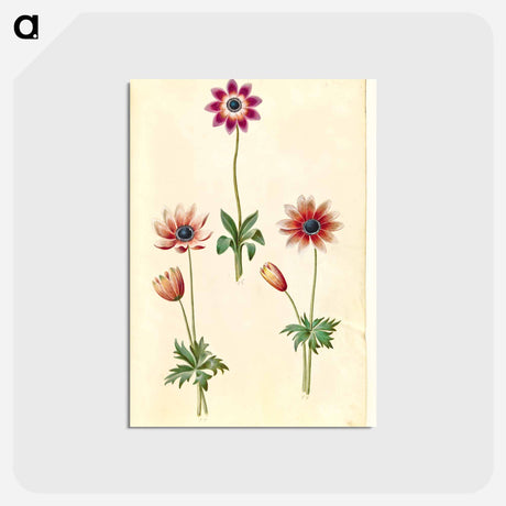 アートポストカード-Anemone Pavonina
 - マリア ジビーラ メーリアン Postcard.
