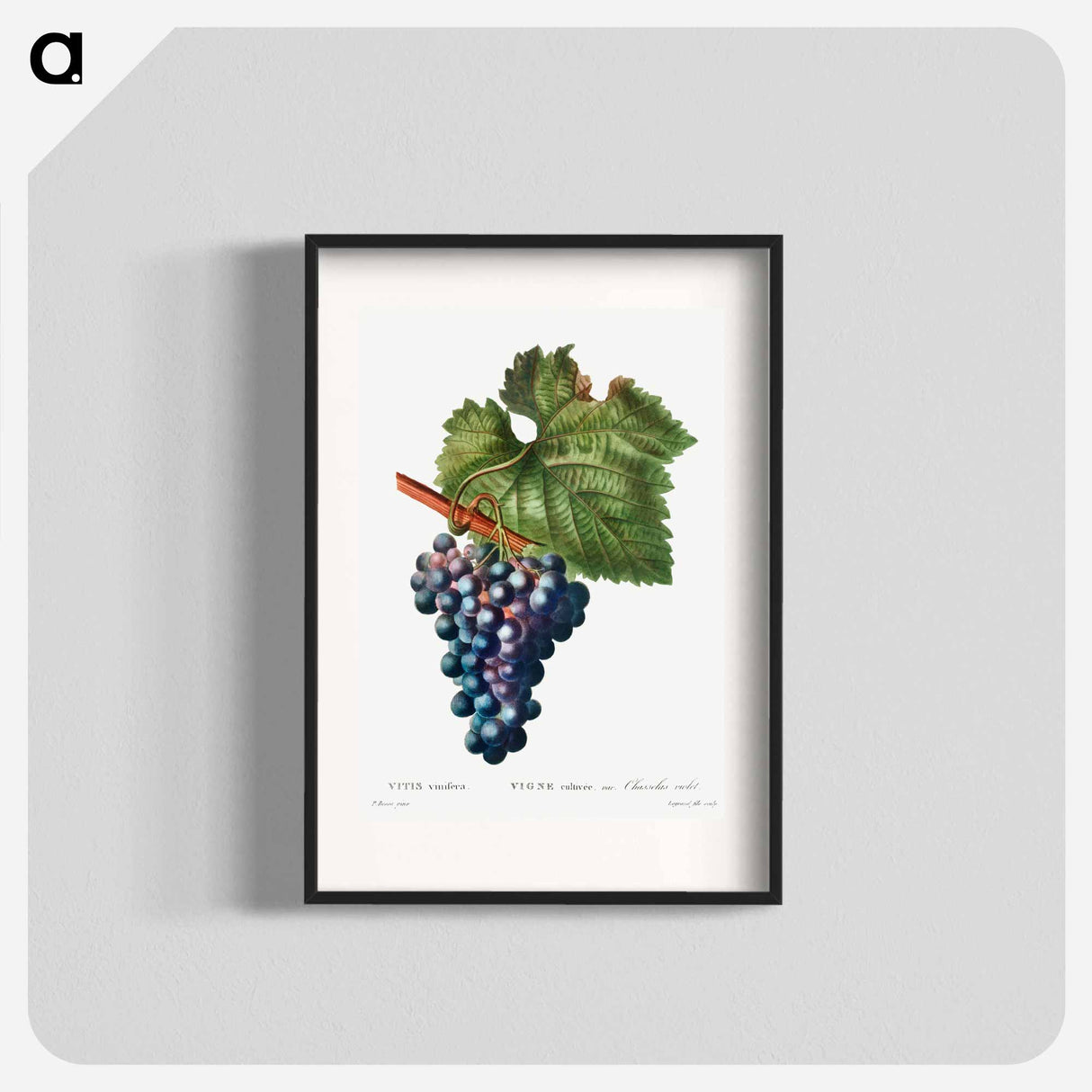 Grape vine - Pierre Joseph Redouté Poster.