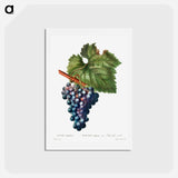 アートポストカード-Grape vine - ピエール ジョゼフ ルドゥーテ Postcard.