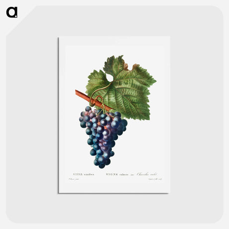 アートポストカード-Grape vine - ピエール ジョゼフ ルドゥーテ Postcard.