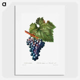 Grape vine - Pierre Joseph Redouté Poster.