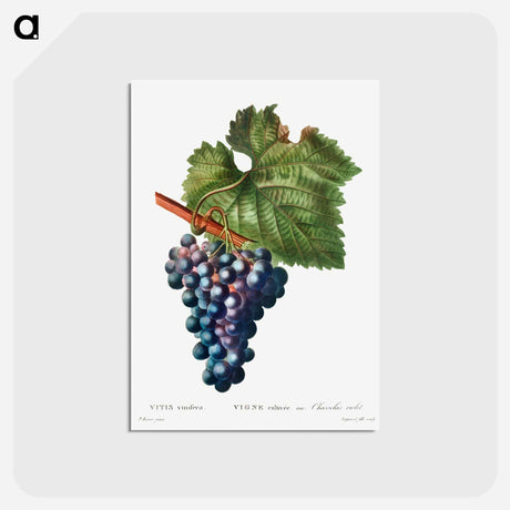 アートポストカード-Grape vine - ピエール ジョゼフ ルドゥーテ Postcard.