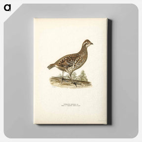 アートパネル-Hazel Grouse
 - スヴェンスカ フォグラル Canvas.