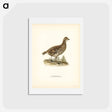 アートポストカード-Hazel Grouse
 - スヴェンスカ フォグラル Postcard.