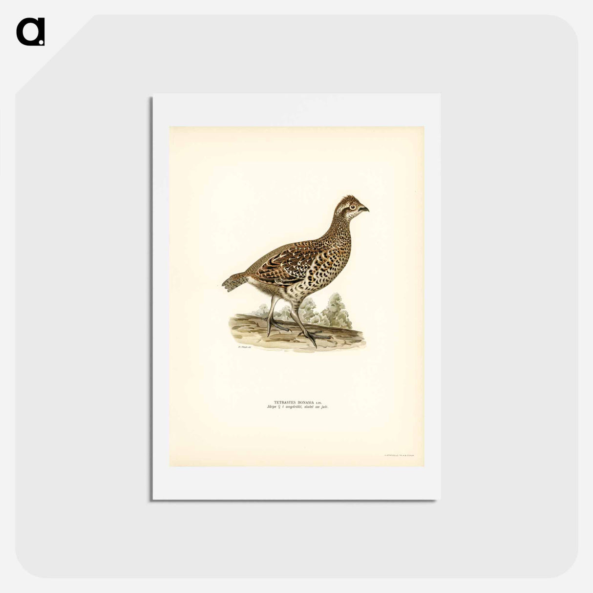 アートポストカード-Hazel Grouse
 - スヴェンスカ フォグラル Postcard.