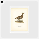 アートポストカード-Hazel Grouse
 - スヴェンスカ フォグラル Postcard.