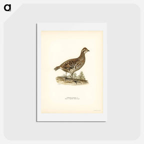 アートポストカード-Hazel Grouse
 - スヴェンスカ フォグラル Postcard.