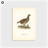 アートポストカード-Hazel Grouse
 - スヴェンスカ フォグラル Postcard.