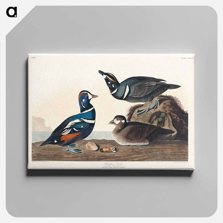 アートパネル-Harlequin Duck from Birds of America
 - アメリカの鳥たち Canvas.