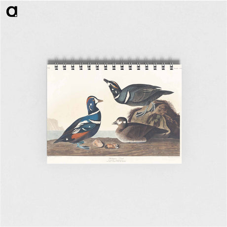 アートメモ帳-Harlequin Duck from Birds of America
 - アメリカの鳥たち Memo.