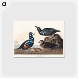 アートポストカード-Harlequin Duck from Birds of America
 - アメリカの鳥たち Postcard.