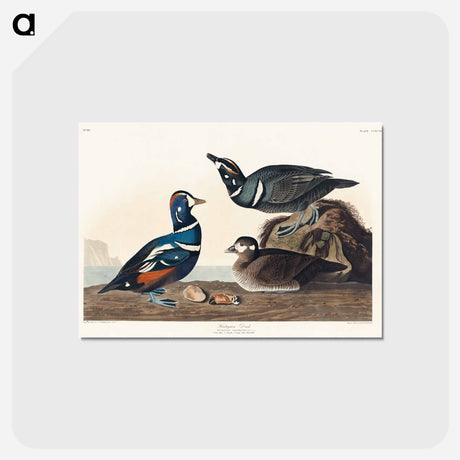 アートポストカード-Harlequin Duck from Birds of America
 - アメリカの鳥たち Postcard.