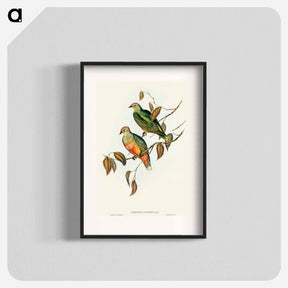 アートポスター-Ewing's Fruit Pigeon
 - オーストラリアの鳥 Poster.