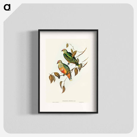 アートポスター-Ewing's Fruit Pigeon
 - オーストラリアの鳥 Poster.
