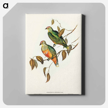 アートパネル-Ewing's Fruit Pigeon
 - オーストラリアの鳥 Canvas.