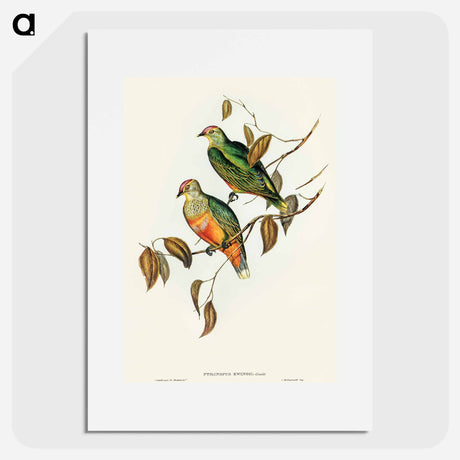 アートポスター-Ewing's Fruit Pigeon
 - オーストラリアの鳥 Poster.