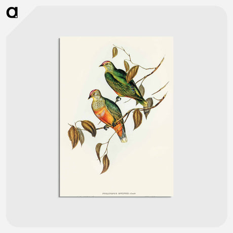 アートポストカード-Ewing's Fruit Pigeon
 - オーストラリアの鳥 Postcard.