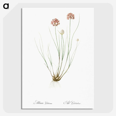 2-90_The-Lilies_picture-crop