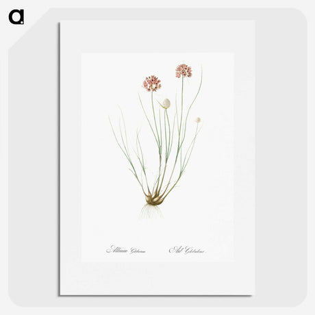 2-90_The-Lilies_picture