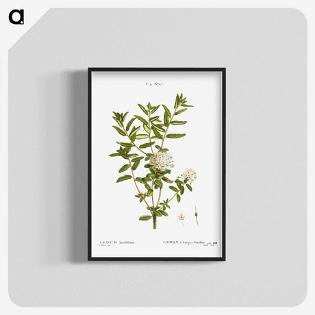 2-90_Treatise-on-Trees-and-Shrubs_blk-crop