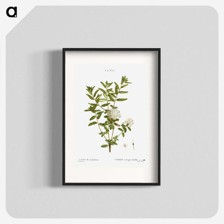 2-90_Treatise-on-Trees-and-Shrubs_blk