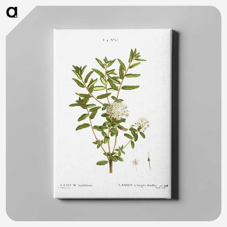 2-90_Treatise-on-Trees-and-Shrubs_canvas