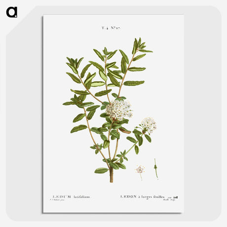 2-90_Treatise-on-Trees-and-Shrubs_picture-crop