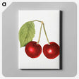 2-90_USDA-Watercolor-Fruit-Painting-Collection_canvas