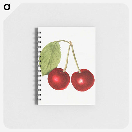 2-90_USDA-Watercolor-Fruit-Painting-Collection_memo